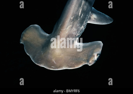 Juvenile Bogenstirn-Hammerhai (Sphyrna lewinii), Kane'ohe Bay, Hawaii - Pazifischer Ozean. Stockfoto