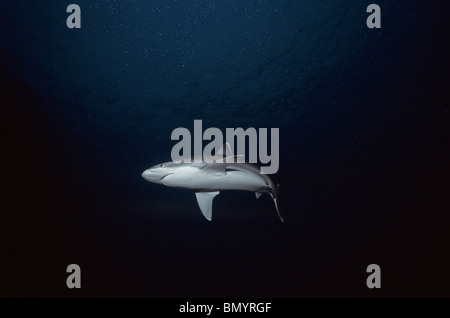 Silvertip Shark (Carcharhinus häufig), Cocos Island, Costa Rica - Pazifik. Stockfoto