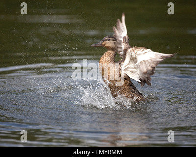 Weibliche Stockente (Anas Platyrhynchos), Baden im See im Sommer durch kräftig Spritzwasser über sich selbst mit wingbeats Stockfoto