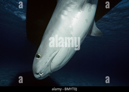 Tigerhai (Galeocerdo Cuvier), Great Barrier Reef, Australien - Coral Sea. Stockfoto