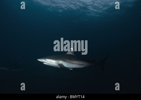 Silvertip Shark (Carcharhinus häufig), Cocos Island, Costa Rica - Pazifik. Stockfoto