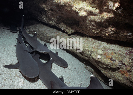 Packung mit Weißspitzen-Riffhaie (Triaenodon Obesus) ruht in Coral Cave, Cocos Island, Costa Rica - Pazifik. Stockfoto