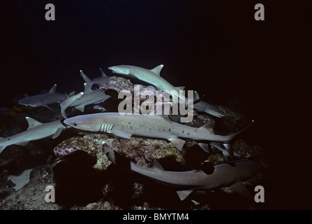 Weißspitzen-Riffhaie (Triaenodon Obesus) auf der Jagd nach Riff-Fischen in Korallen nachts, Cocos Island, Costa Rica - Pazifik. Stockfoto