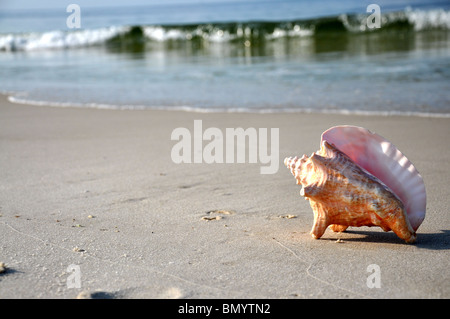 Muschel am Strand mit Textfreiraum. Stockfoto