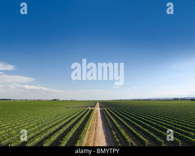 Großer Weinberg ist durch eine Straße in der Mitte geschnitten. Stockfoto