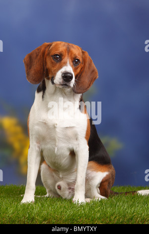 Beagle, Männlich, 11 Monate Stockfoto