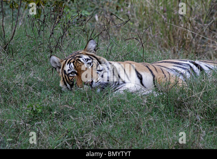 Tiger auf der grünen Wiese entspannen und suchen in Ranthambhore National Park, Indien Stockfoto