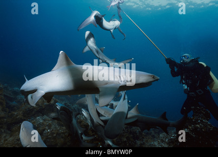 Taucher, die Fütterung Weißspitzen-Riffhaie mit einer feinen entdeckt Muräne und ein Bigscale Soldatenfische Cocos Island, Costa Rica Stockfoto