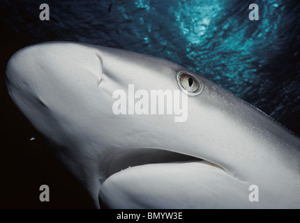 Weißspitzen-Riffhai (Triaenodon Obesus), Ägypten - Rotes Meer. Stockfoto