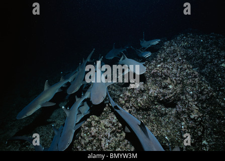 Packung mit Weißspitzen-Riffhaie (Triaenodon Obesus) das Riff, Cocos Island, Costa Rica - Pazifik Cruisen. Stockfoto