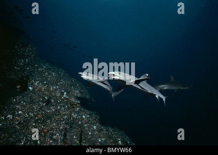 Packung von Weißspitzen-Riffhaie (Triaenodon Obesus) Surfen aktuell, Suche das Riff für Lebensmittel, Cocos Island, Costa Rica Stockfoto