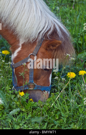schöne rot braun Pony mit weiße Blesse Löwenzahn Essen. Porträt Stockfoto