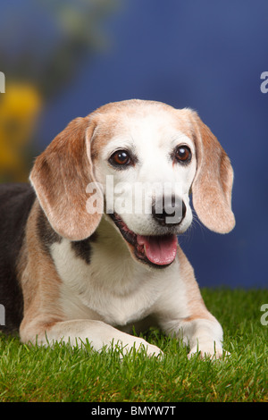 Beagle, Männlich, Alter Hund, im Alter von 10 Jahren Stockfoto