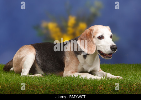 Beagle, Männlich, Alter Hund, im Alter von 10 Jahren Stockfoto