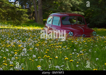 Wald-Picknick. "Fiat 500" rot Auto mit Löwenzahn bewachsen. Horizontale Stockfoto