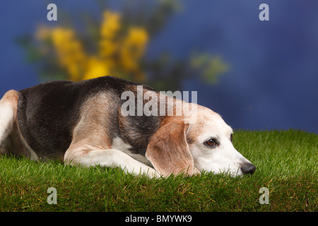 Beagle, Männlich, Alter Hund, im Alter von 10 Jahren Stockfoto