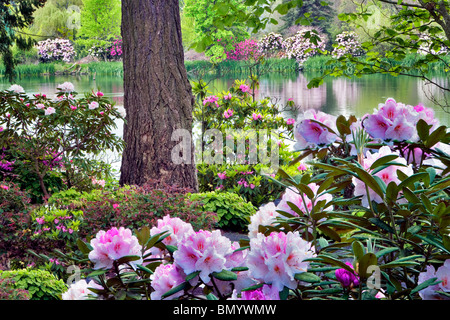 Rhododendren blühen mit Teich Crystal Springs Rhododendron-Gärten, Oregon Stockfoto