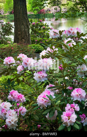 Rhododendren blühen mit Teich Crystal Springs Rhododendron-Gärten, Oregon Stockfoto