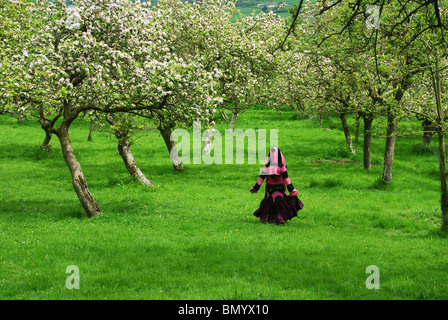 Rosa Fee im Apfelgarten Glastonbury Somerset UK Stockfoto