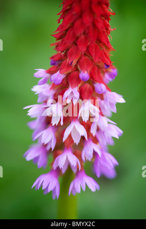 Nahaufnahme von Poker Primel (Primula Vialii). Oregon Stockfoto