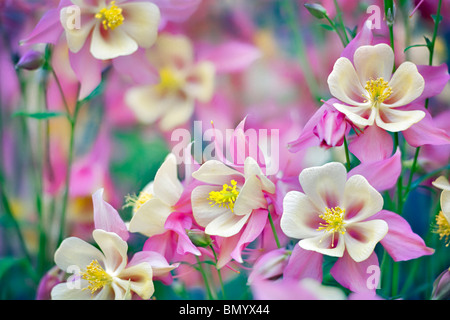 Nahaufnahme von Columbine (Swan Pink und gelb). Oregon Stockfoto