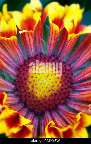 Nahaufnahme der Fanfare Decke Blume (Gaillardia "Fanfare"). Stockfoto