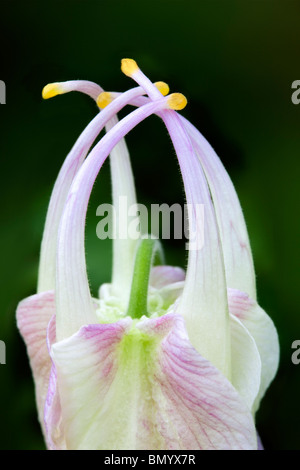 Nahaufnahme des sich entfaltenden Blüte der Musik Pure White Columbine. (Aquilegea Musik reinweiß) Stockfoto