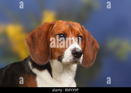 Beagle, Männlich, 11 Monate Stockfoto