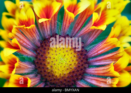 Nahaufnahme der Fanfare Decke Blume (Gaillardia "Fanfare"). Stockfoto