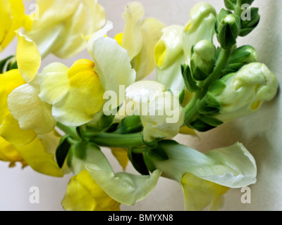 Nahaufnahme von neue Blüten öffnen auf Blüte beladenen Kopf der schönen gelben Snapdragon-Spray mit Knospen & Blumen Stockfoto