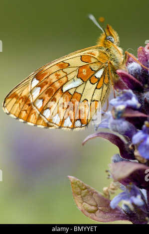 Pearl grenzt Fritillary butterfly Stockfoto
