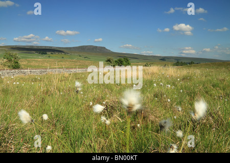 Wollgras Wiese in der Nähe von Selside, mit Pen-y-Gent im Hintergrund, Yorkshire Dales, England Stockfoto