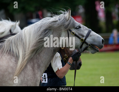 Die große Royal Highland Show 2010  Scottish Agricultural Society of Scotland, UK Stockfoto