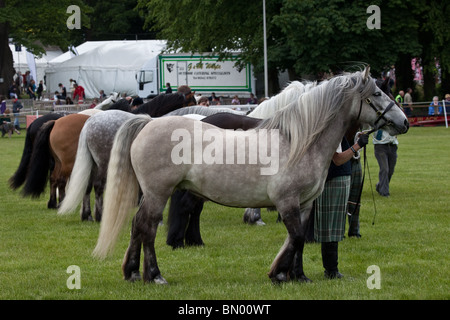 Die große Royal Highland Show 2010  Scottish Agricultural Society of Scotland, UK Stockfoto