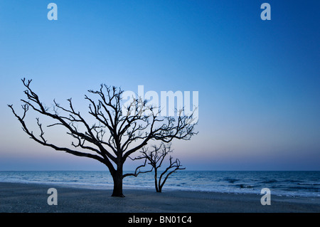 Toter Baum in der Dämmerung auf Talon auf Botany Bay auf Edisto Island in Charleston County, South Carolina Stockfoto