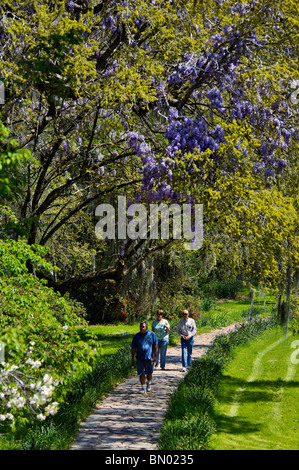 Touristen zu Fuß Weg unter blühenden Glyzinien Magnolia Plantation and Gardens in Charleston County, South Carolina Stockfoto