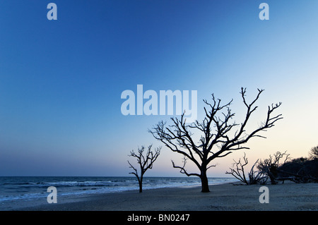 Toter Baum in der Dämmerung auf Talon auf Botany Bay auf Edisto Island in Charleston County, South Carolina Stockfoto