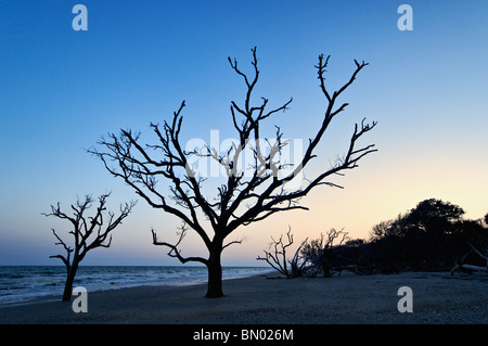 Toter Baum in der Dämmerung auf Talon auf Botany Bay auf Edisto Island in Charleston County, South Carolina Stockfoto