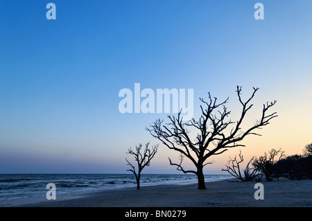 Toter Baum in der Dämmerung auf Talon auf Botany Bay auf Edisto Island in Charleston County, Souh Carolina Stockfoto