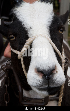 Preis Alpine Ziege, zeigen Tiere & Tiere in die Große Royal Highland Show 2010 Scottish Agricultural Society von Schottland, Edinburgh, Großbritannien Stockfoto