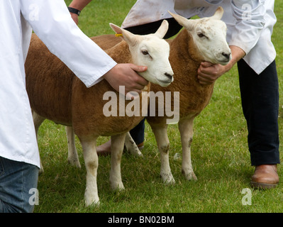 Preis Schafe am großen Royal Highland Show 2010  Scottish Agricultural Society of Scotland, Edinburgh, UK Stockfoto