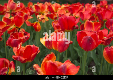 Tulip Time Festival Dutch Holland Michigan in den USA rot gesäumt Apeldoorn Tulpen Blumen niemand voller Rahmen von Luxus Hintergründe Hintergrund Hi-res Stockfoto