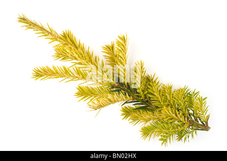 fensterblatt philodendron Fensterblatt | kaufen