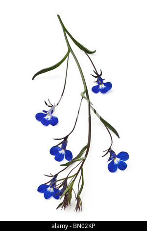 Blaue Lobelie Blüten, Knospen und Stiel Stockfoto