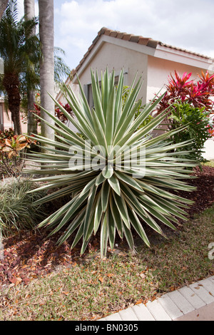 Yucca Gloriosa Variegata Stockfoto