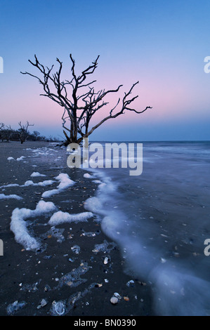 Toter Baum in der Dämmerung auf Talon auf Botany Bay auf Edisto Island in Charleston County, South Carolina Stockfoto