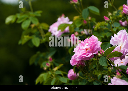 Rosa 'Celsiana' in Blüte im Painswick Rokoko Garden in The Cotswolds Stockfoto