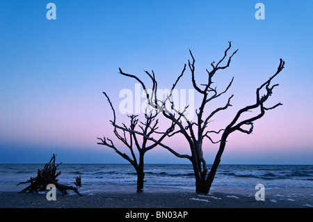 Toter Baum in der Dämmerung auf Talon auf Botany Bay auf Edisto Island in Charleston County, South Carolina Stockfoto