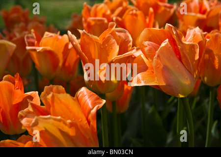 Tulip Time Festival Dutch Holland Michigan in den USA Eine Akte blühender Orange Emperor Tulpen Blumen Nobody Tappaper Hi-res Stockfoto