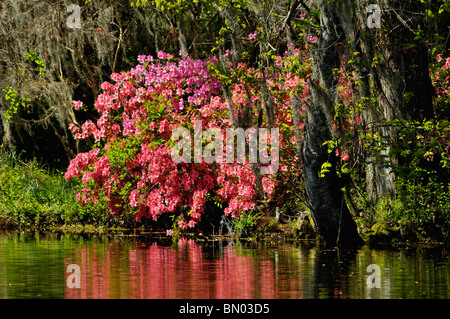 Azaleen blühen neben See Magnolia Plantation and Gardens in Charleston County, South Carolina Stockfoto